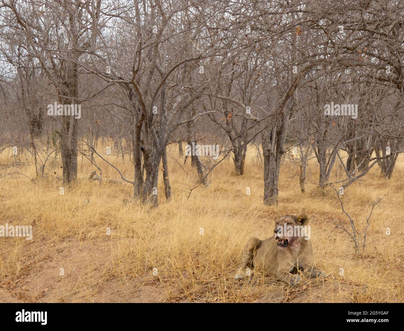 Eine Löwin, Panthera Leo, blickt in die Ferne. Stockfoto