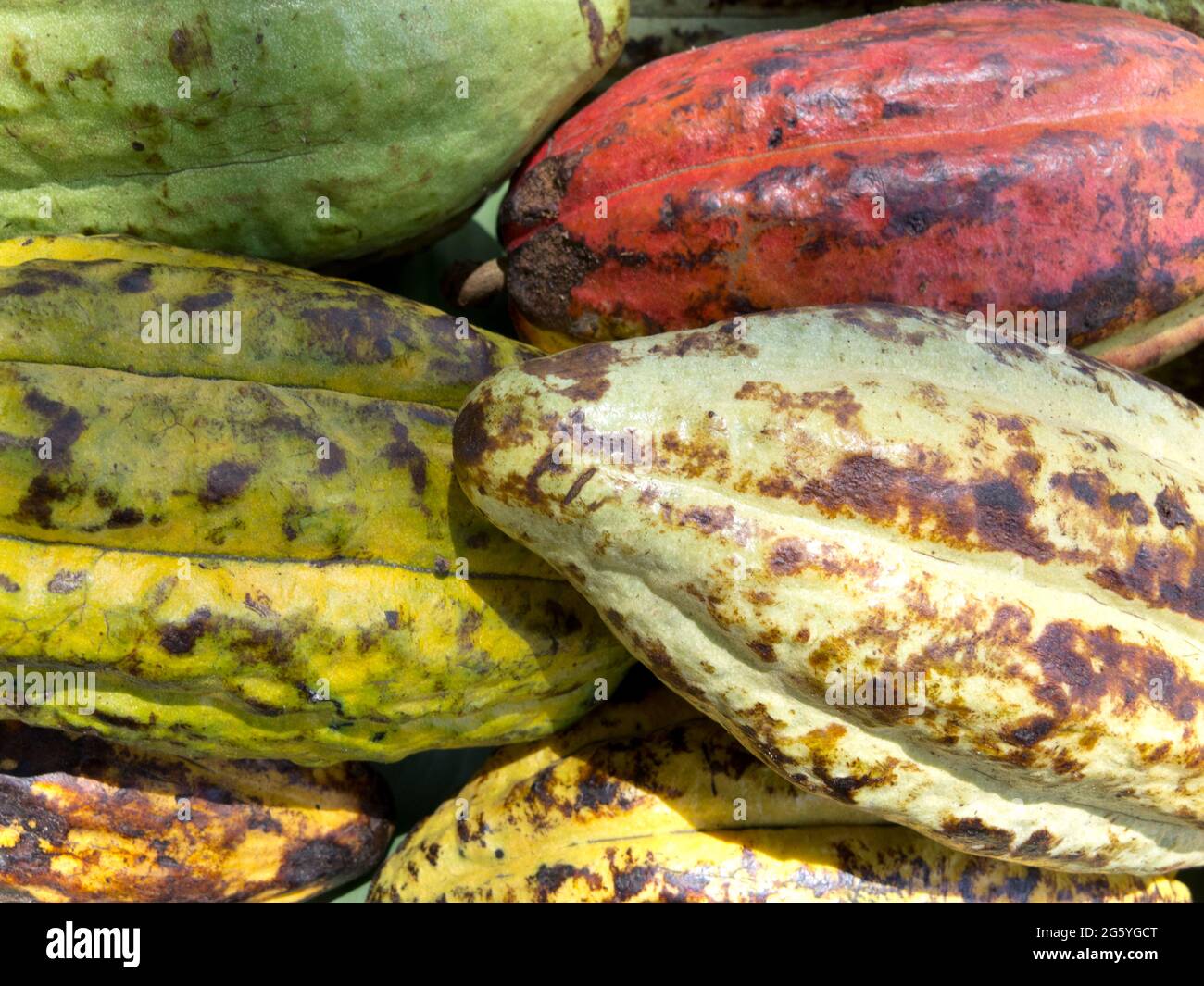 Ganze Kakao Hülsen auf dem Display. Stockfoto