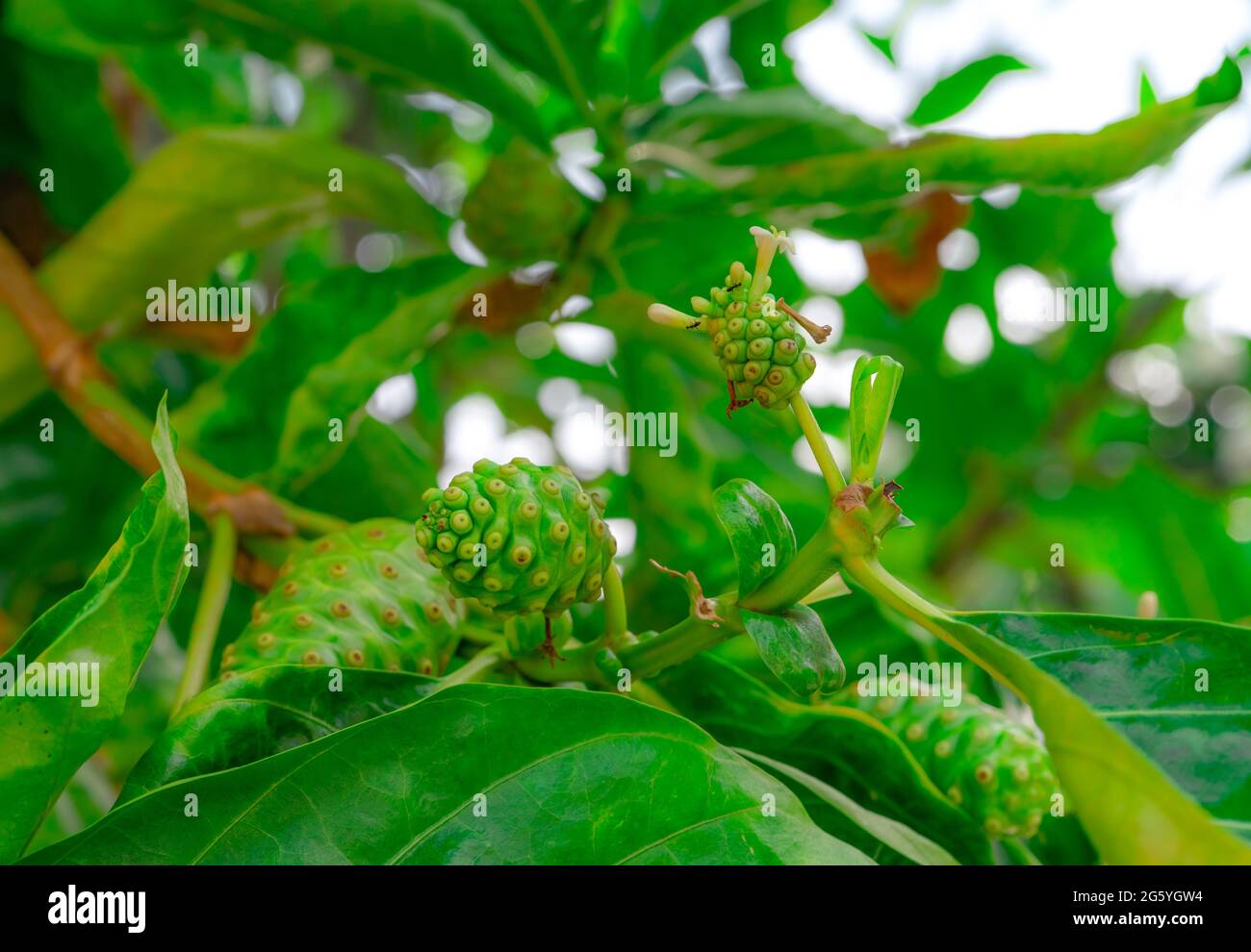 Noni Frucht auf Morinda citrifolia Baum. Morinda citrifolia Baum mit grünen Blättern im tropischen Obstgarten. Kräutermedizin. Hintergrund für Noni Stockfoto