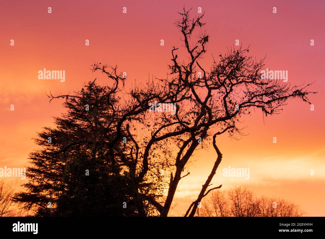 Auffallender orangefarbener Sonnenaufgang über einem ausgetrockneten Baumbild zur Verwendung im Hintergrund Stockfoto