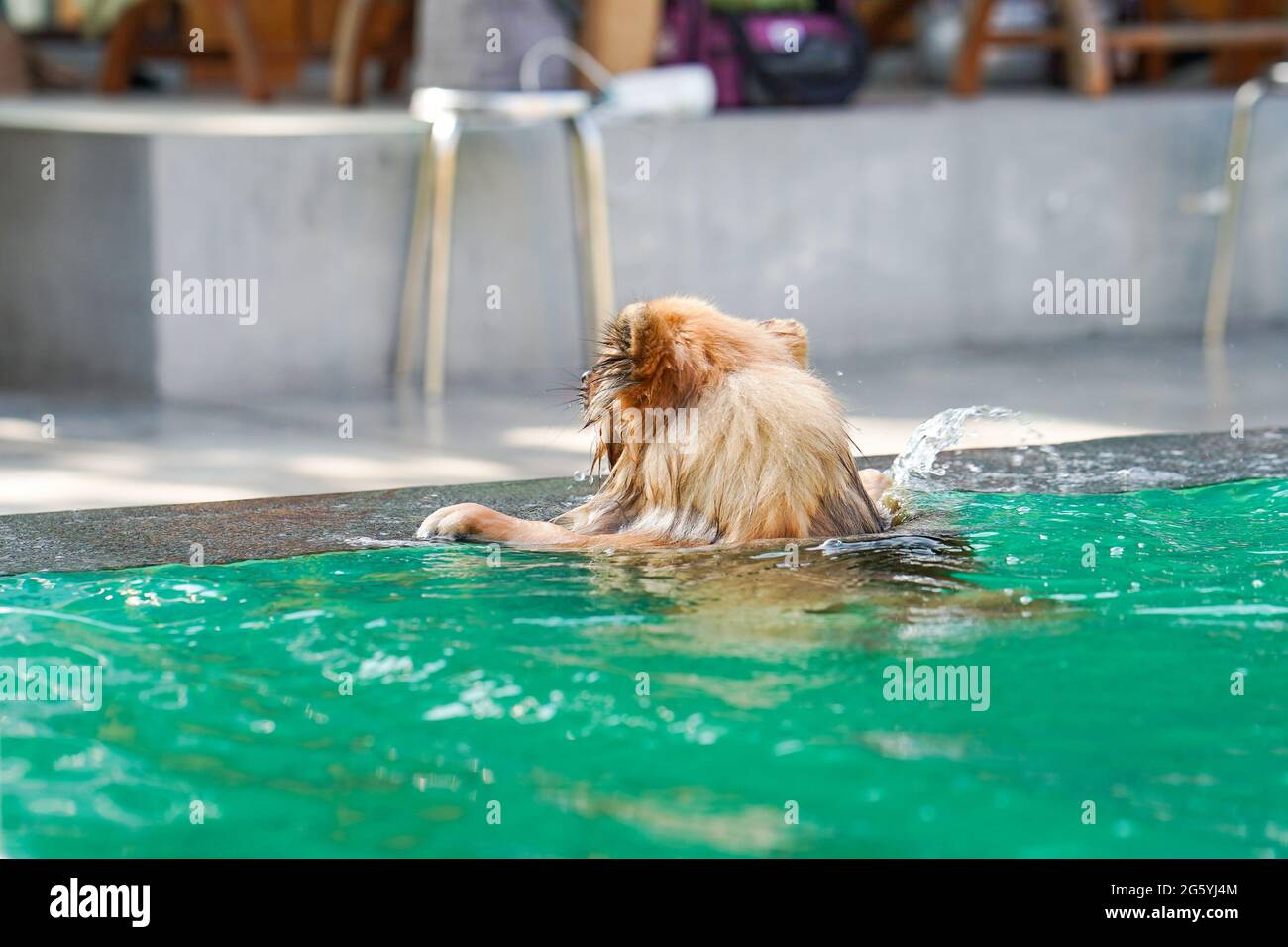 Der pommersche Hund schwimmend im grünen Pool am Nachmittag mit Wasserspritzern. Stockfoto