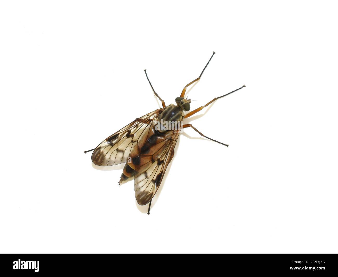 Downlooker Snipefly Rhagio scolopaceus isoliert auf weißem Hintergrund Stockfoto