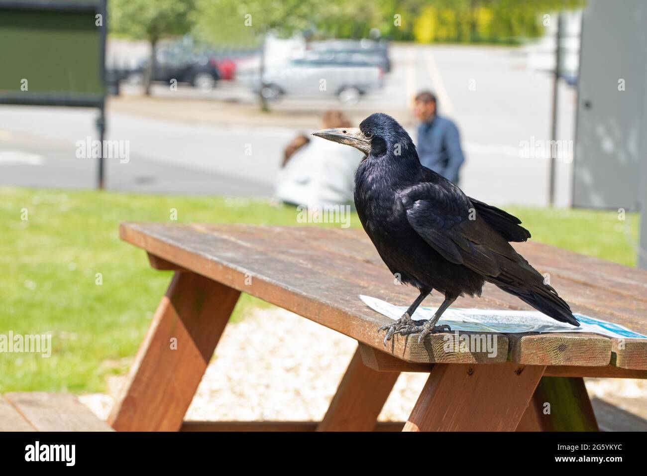 Rook (Corvus frugilegus). Steht auf einem Picknicktisch an einer Autobahnstation, wartet darauf, von Menschen zurückgebliebenes Essen abzuholen und zu verwüschen. Stockfoto