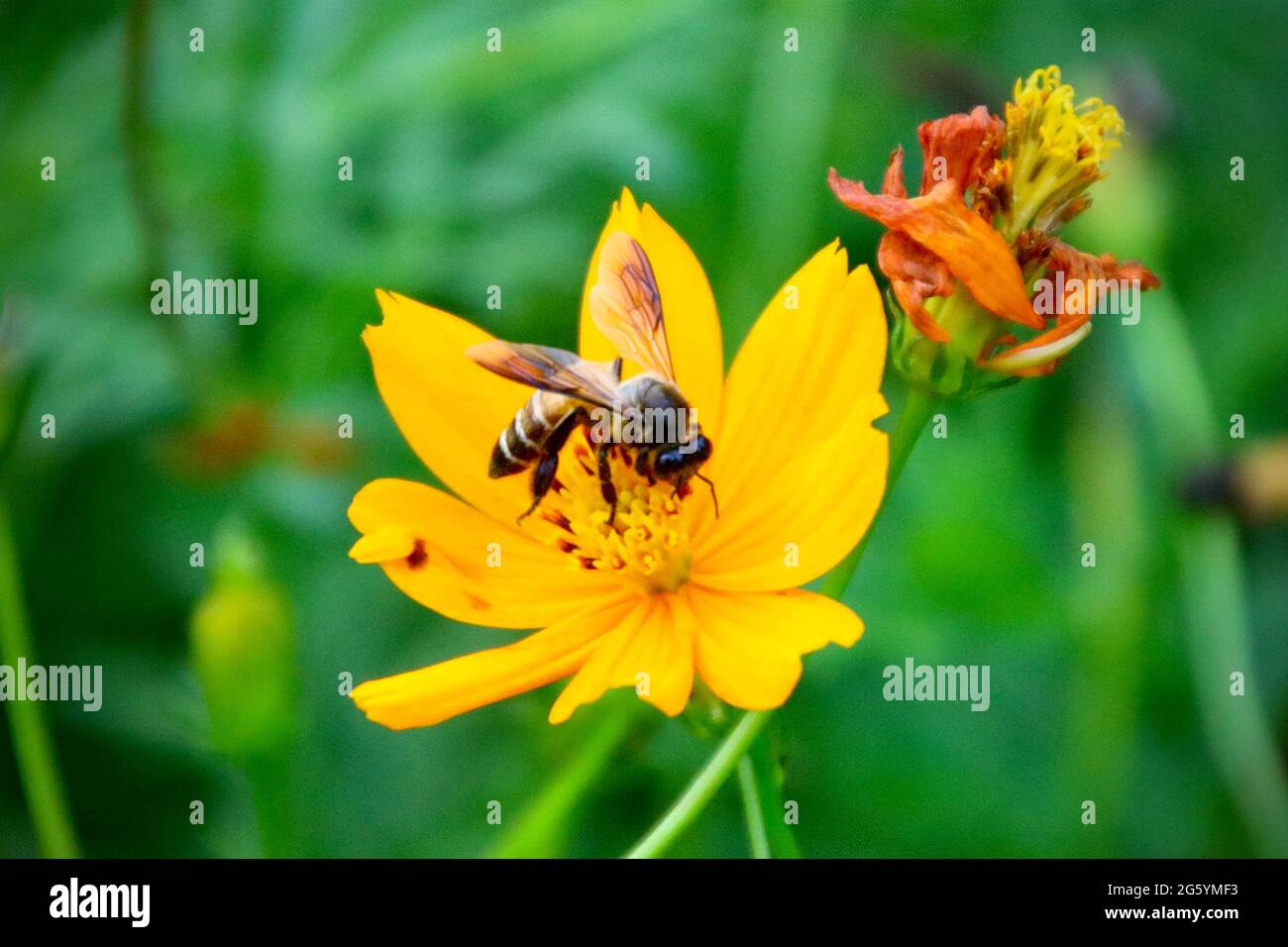 Blumen und Hummeln Stockfoto