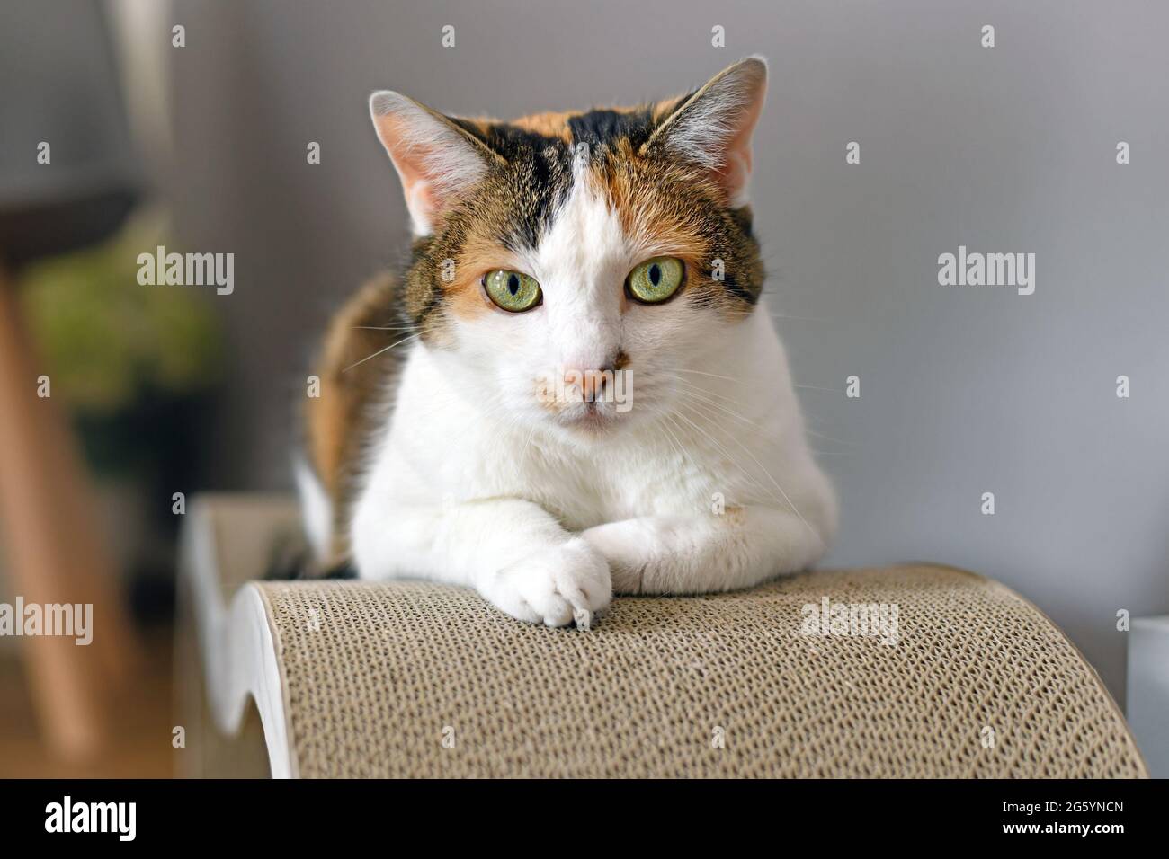 Calico Katze mit grünen Augen auf Karton Kratzkarton liegend Stockfoto