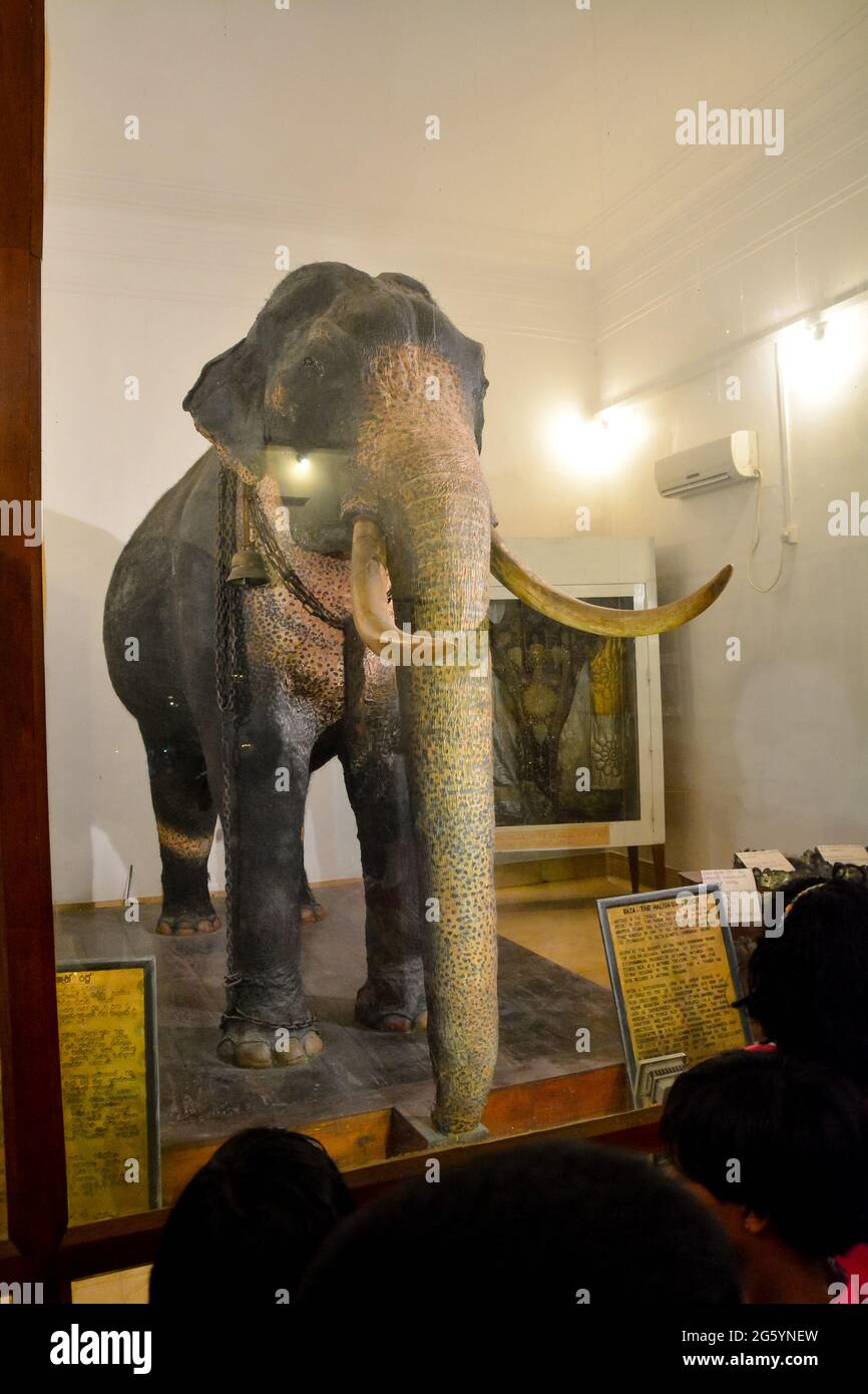 Raja Elefant im sri dalada maligawa Museum, kandy, Sri Lanka Stockfoto