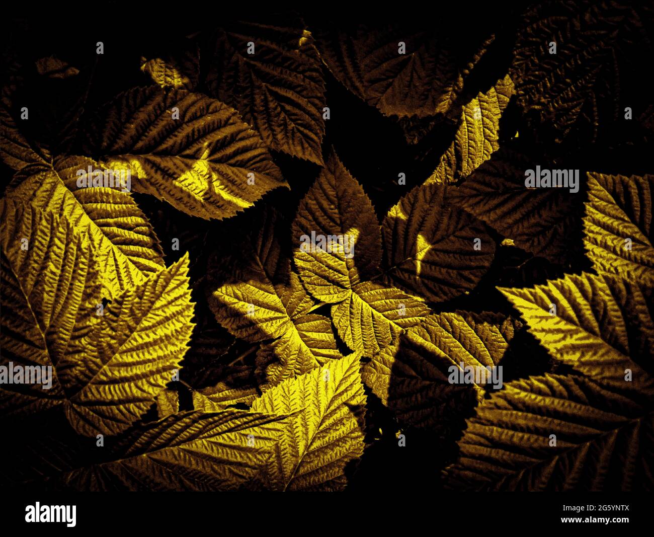 Illustration von goldenen Himbeerblättern. Luxuriöser Blattdruck Stockfoto