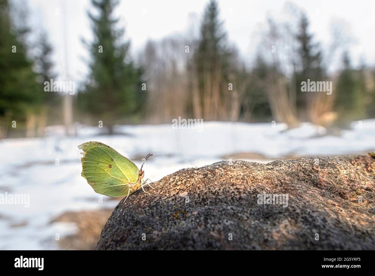 Gemeinsamen Zitronenfalter (Gonepteryx Rhamni) Stockfoto