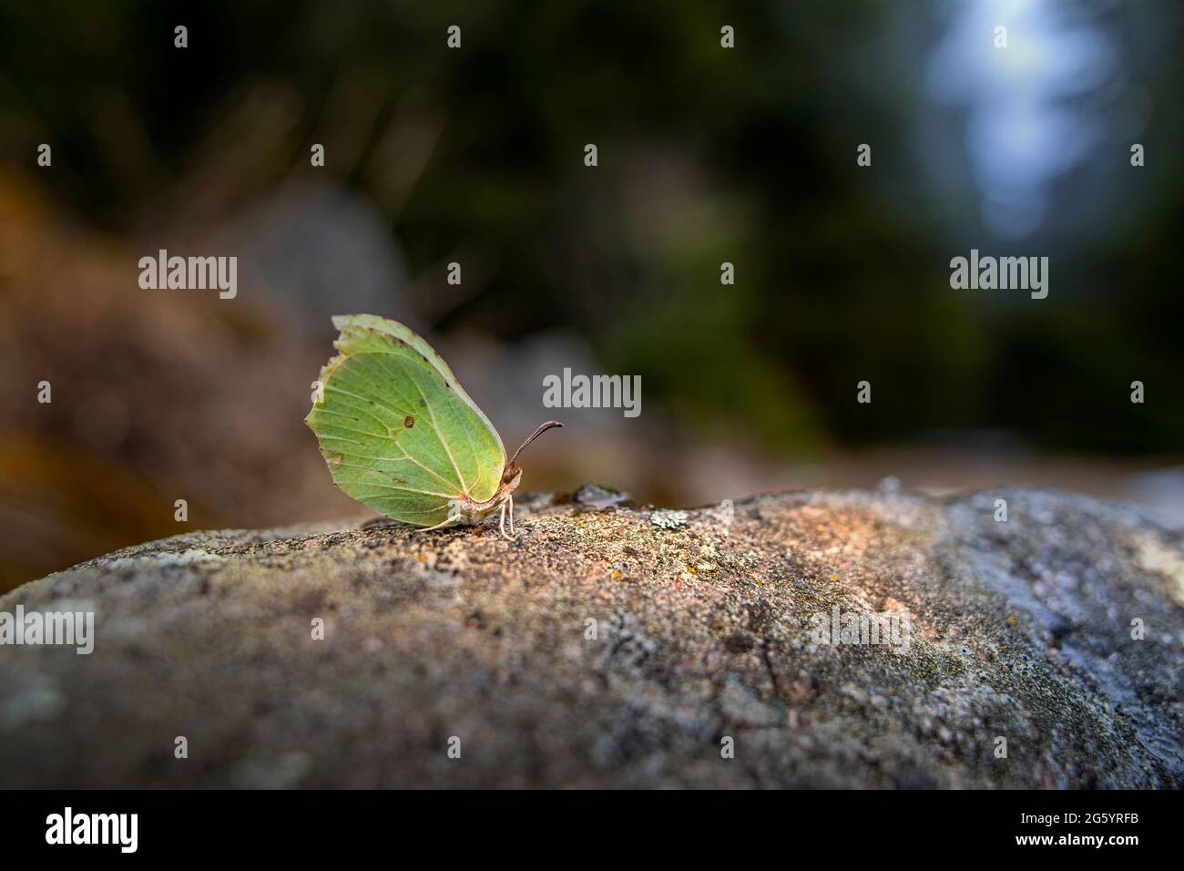 Gemeinsamen Zitronenfalter (Gonepteryx Rhamni) Stockfoto