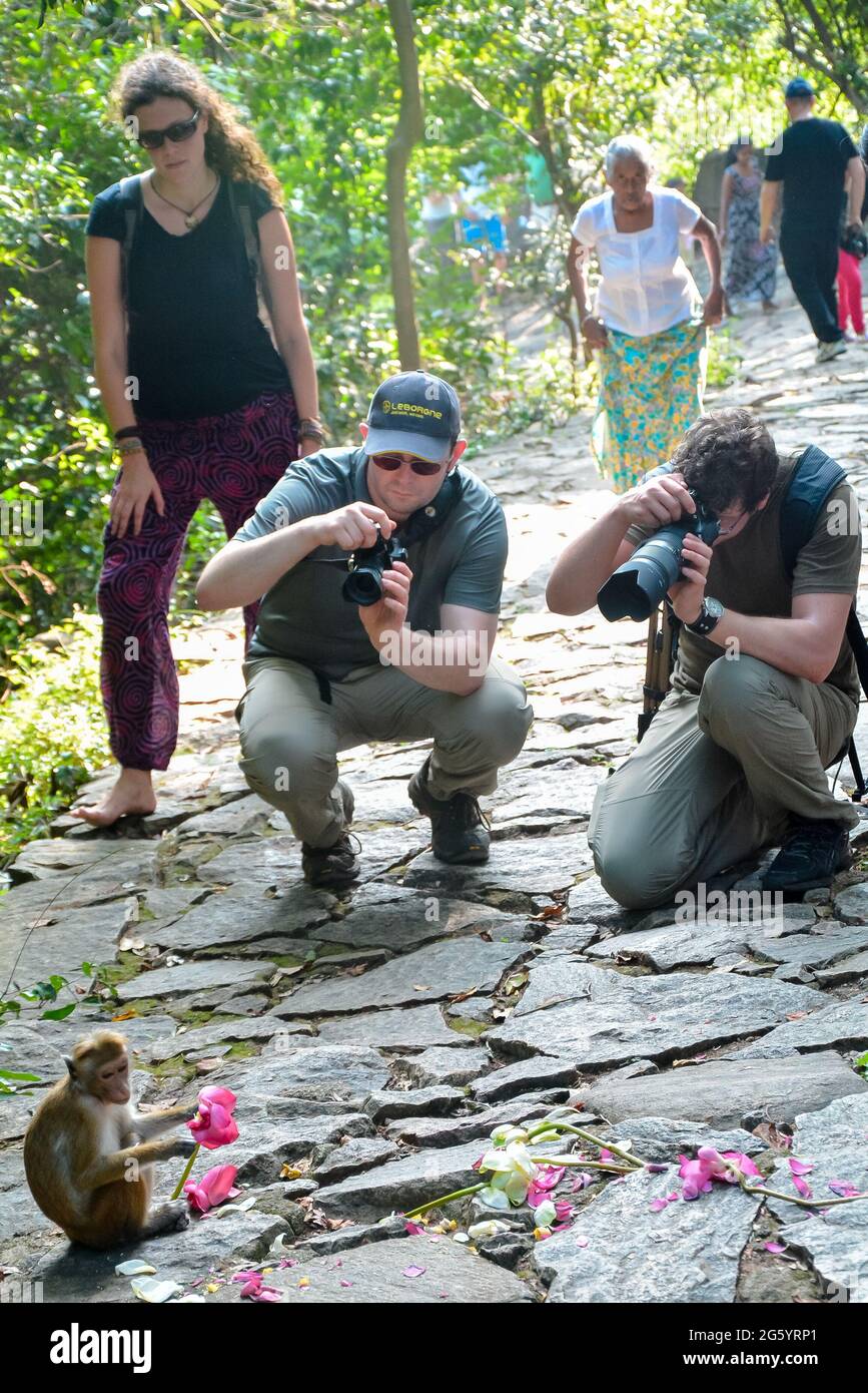 Fotografen, die einen Affen mit Blumen in srilanka festhalten Stockfoto