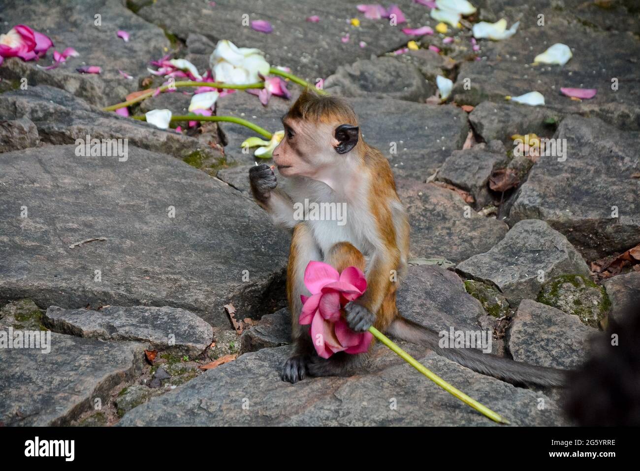 Affe frisst Blume im Waldgebiet in dabulla, srilanka Stockfoto