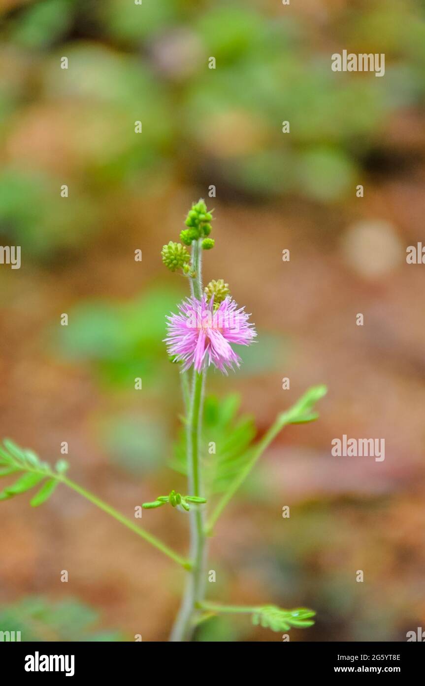 Die rosa Nidikumba Blume in srilanka Stockfoto