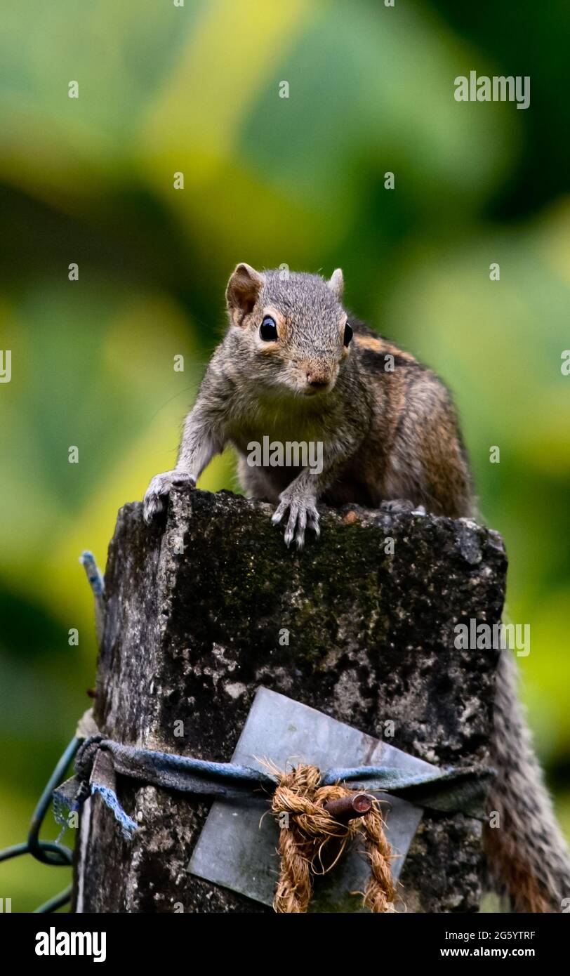 Ein Eichhörnchen auf einem Felsen und grünem Hintergrund Stockfoto