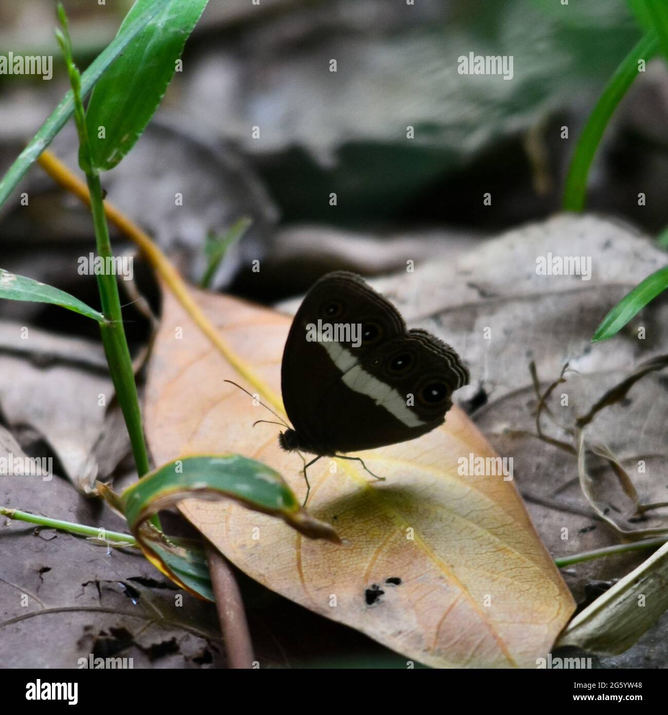 Brauner Schmetterling auf einem Blatt Stockfoto