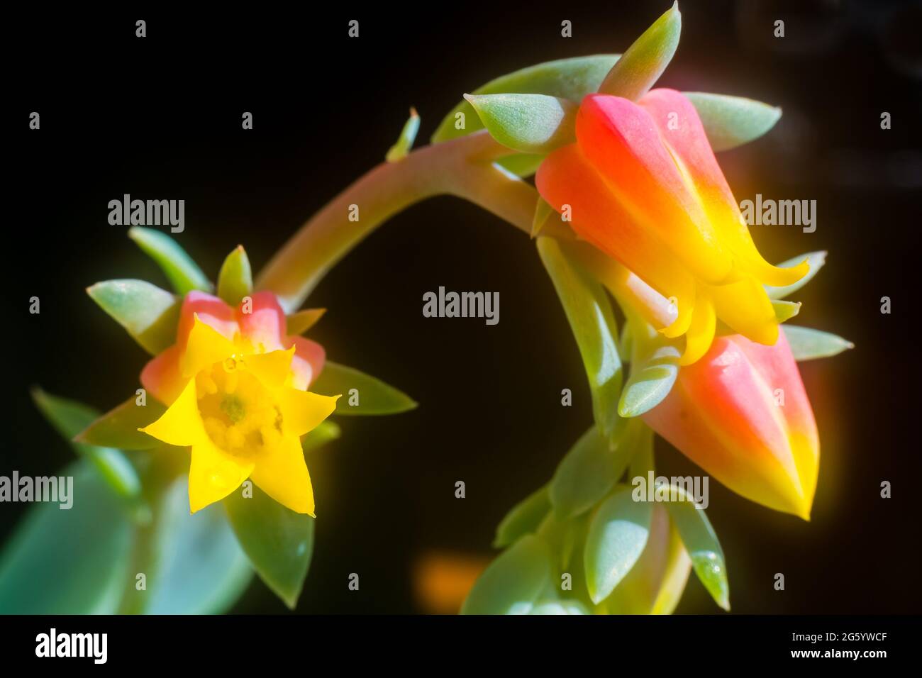 Fotografie von Sukkulenten Blumen Stockfoto
