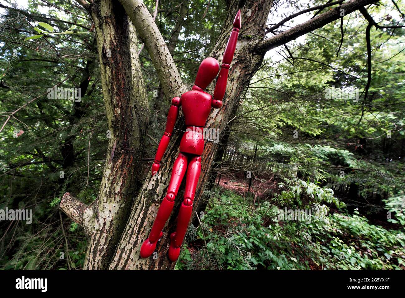Rote Holzfiguren sind in einem deutschen Wald an Bäume gebunden. Mit dieser Kampagne macht ein Künstler auf den Umgang mit dem Wald aufmerksam. Die in Form eines Kreuzes angeordneten Puppen symbolisieren den sterbenden Wald. --- Rote Holzfiguren sind an Bäumen in einem Wald zwischen Herdecke und Wetter a.d.Ruhr gebunden. Mit dieser Aktion macht der Künstler Knut Waschkau auf den Umgang mit dem Wald aufmerksam. Die in Kreuzesform angeordneten Gliederpuppen stehen symbolisch für das Sterben der Wälder. Stockfoto