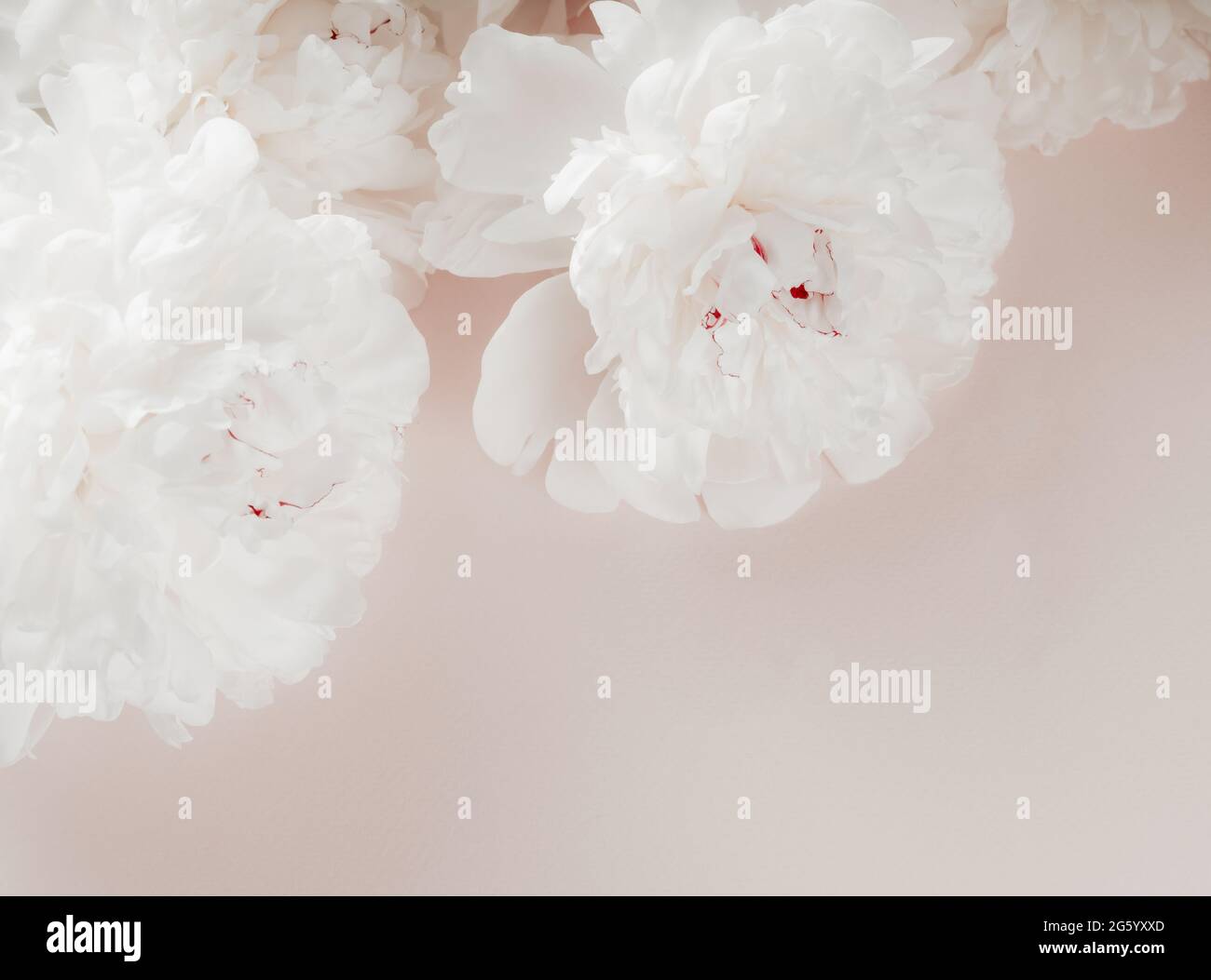 Wunderschöne weiße Pfingstrosen-Blüten auf pastellrosa Hintergrund. Nahaufnahme von weißen Pfingstrosen-Blumen. Heller Hintergrund mit Pfingstrosen. Stockfoto