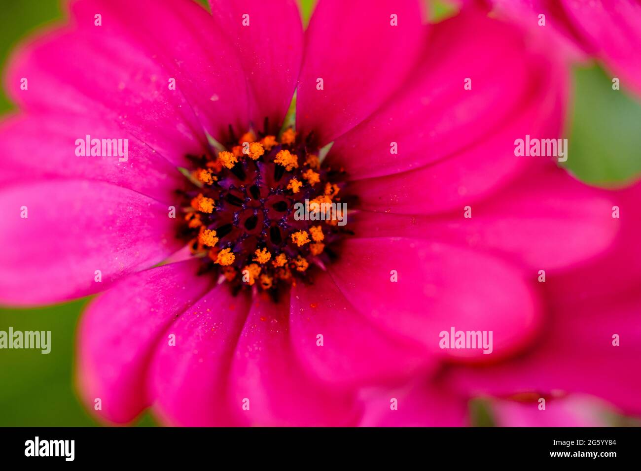 Daisy Bush (Dimorphotheca ecklonis) Stockfoto