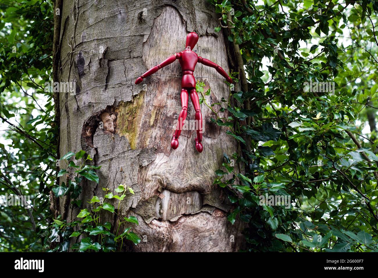 Rote Holzfiguren sind in einem deutschen Wald an Bäume gebunden. Mit dieser Kampagne macht ein Künstler auf den Umgang mit dem Wald aufmerksam. Die in Form eines Kreuzes angeordneten Puppen symbolisieren den sterbenden Wald. --- Rote Holzfiguren sind an Bäumen in einem Wald zwischen Herdecke und Wetter a.d.Ruhr gebunden. Mit dieser Aktion macht der Künstler Knut Waschkau auf den Umgang mit dem Wald aufmerksam. Die in Kreuzesform angeordneten Gliederpuppen stehen symbolisch für das Sterben der Wälder. Stockfoto