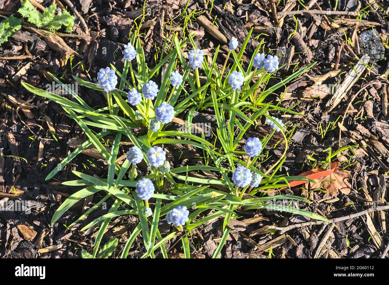Schöne helle Nahaufnahme von oben Blick auf den Frühling kleine hellblaue Muscari (Traubenhyazinthe) Blüten wachsen in mulchigen Boden mit Chips, zerkleinerte Blätter Stockfoto