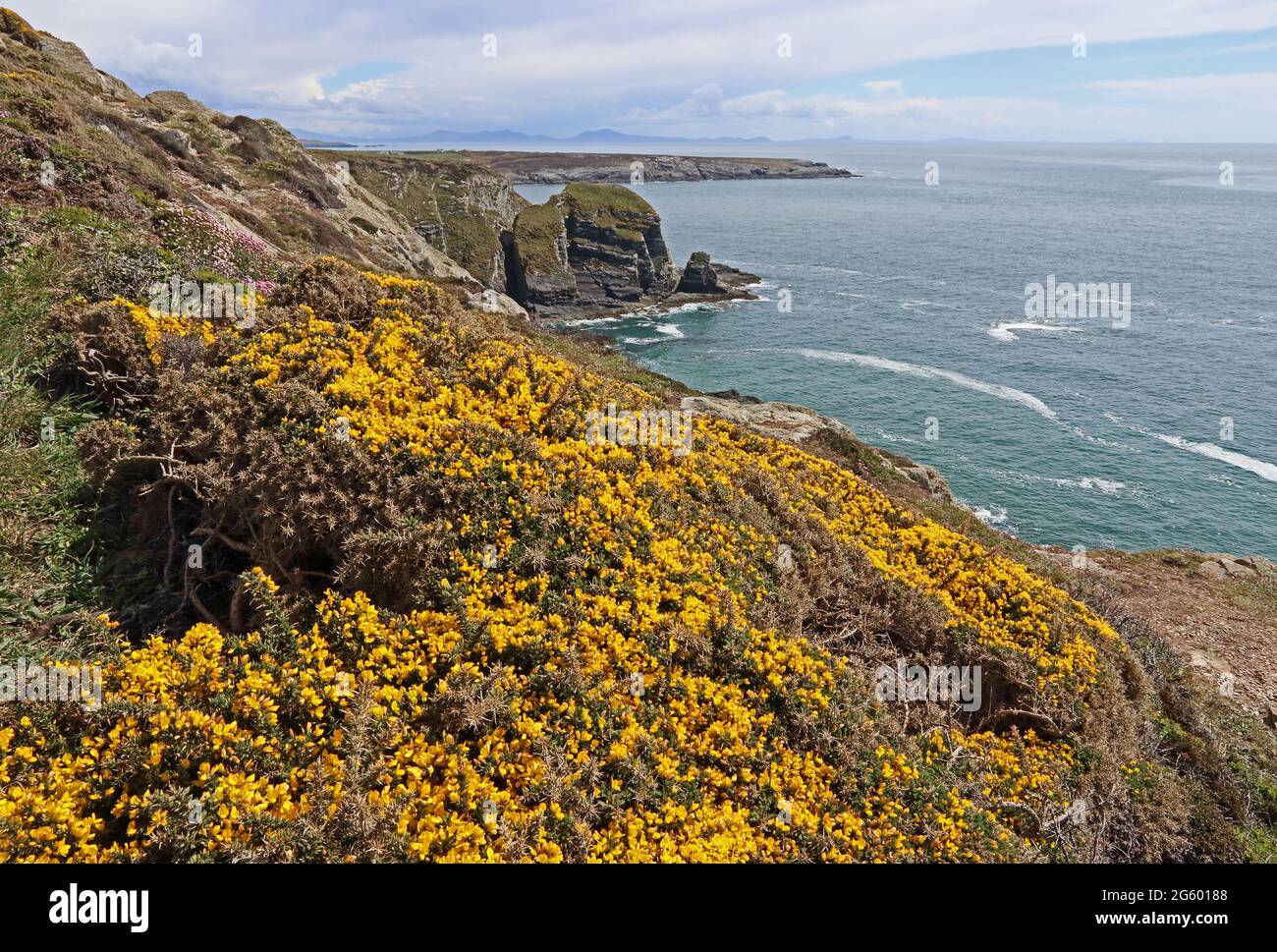 Gewöhnlicher Gorse, der auf Klippen in der Nähe von South Stack, Anglesey wächst Stockfoto