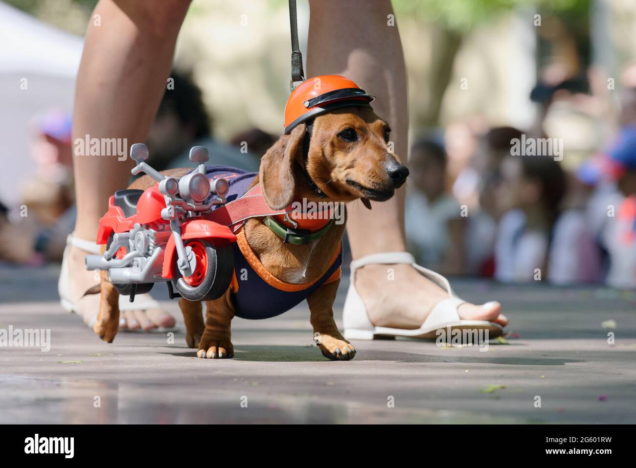 Dackel Hund in Kostüm gekleidet während der Dachshund Parade in St. Petersburg, Russland Stockfoto