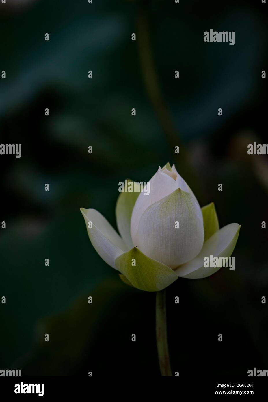 Weißer Lotus im Teich Stockfoto