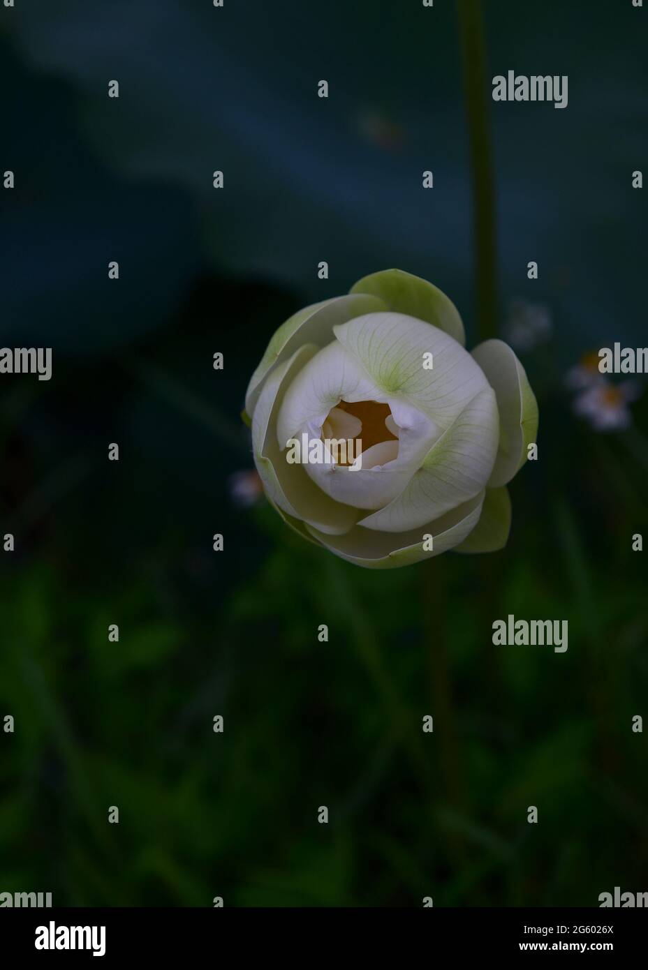Weißer Lotus im Teich Stockfoto