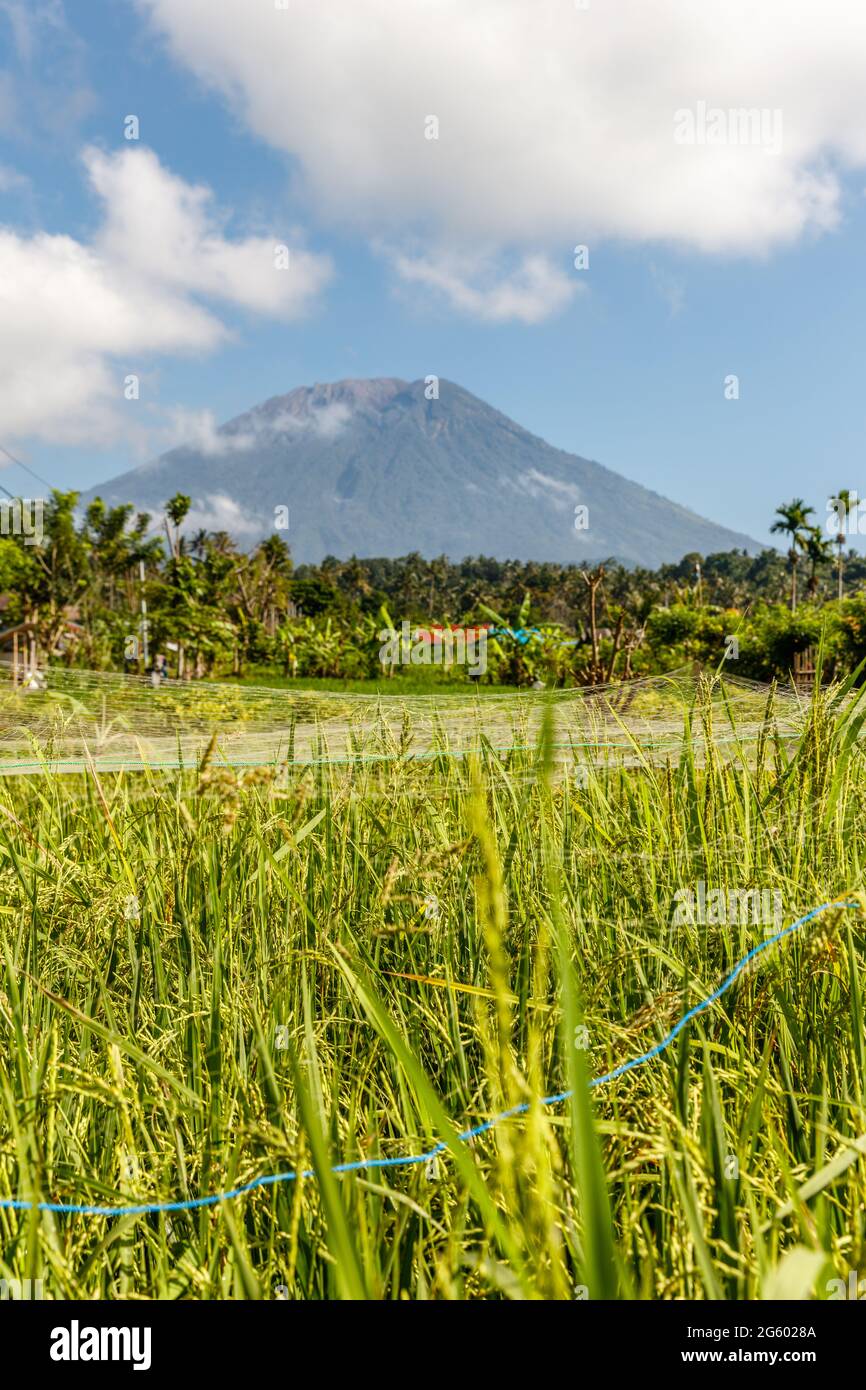 Reisfeld mit Vulkan Mount Agung (Gunung Agung) im Hintergrund. Karangasem-Regentschaft, Bali, Indonesien Stockfoto