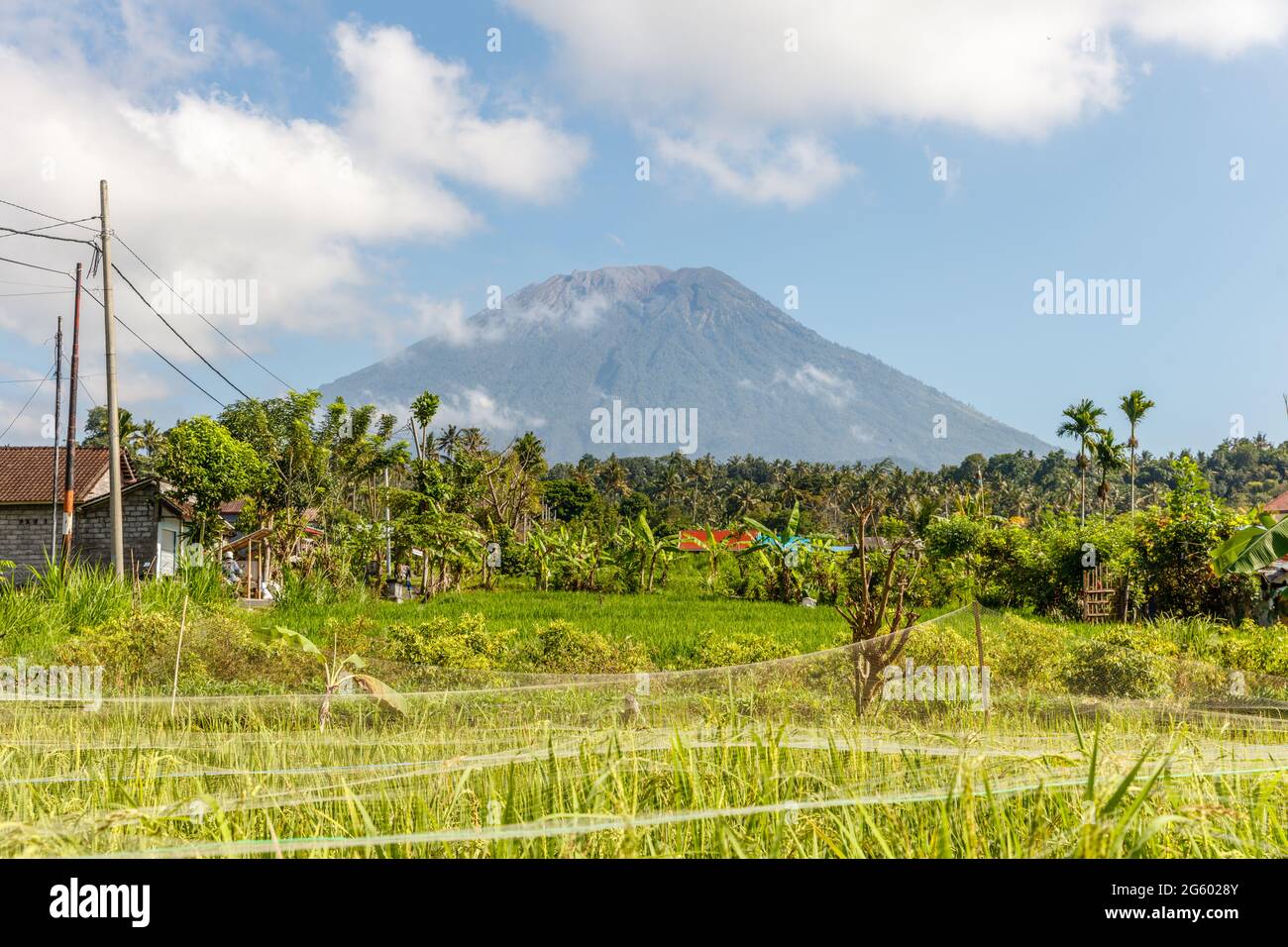 Reisfeld mit Vulkan Mount Agung (Gunung Agung) im Hintergrund. Karangasem-Regentschaft, Bali, Indonesien Stockfoto