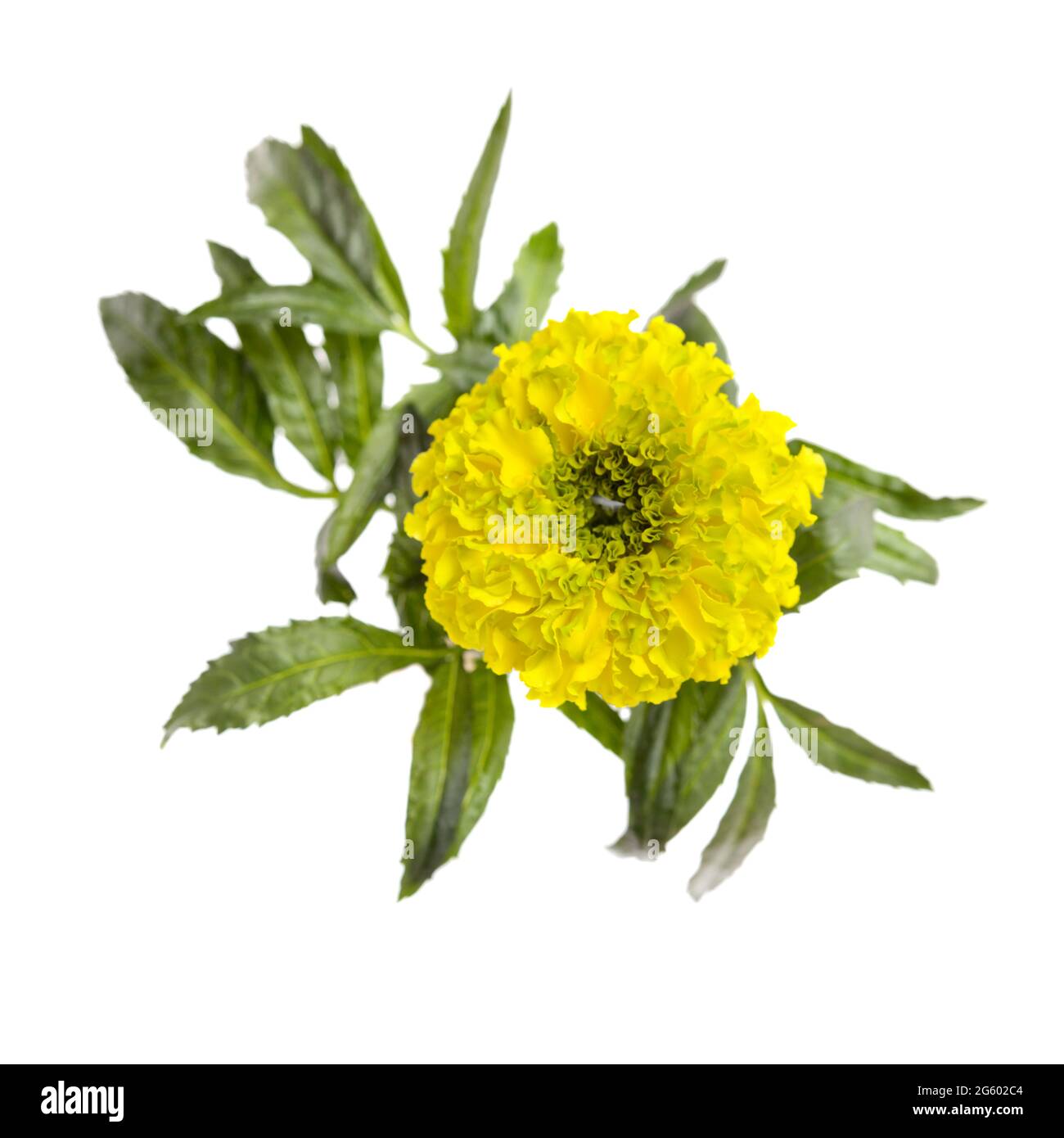 Leuchtend gelb und grün Tagetes erecta, mexikanische Ringelblume isoliert auf weißem Hintergrund Stockfoto