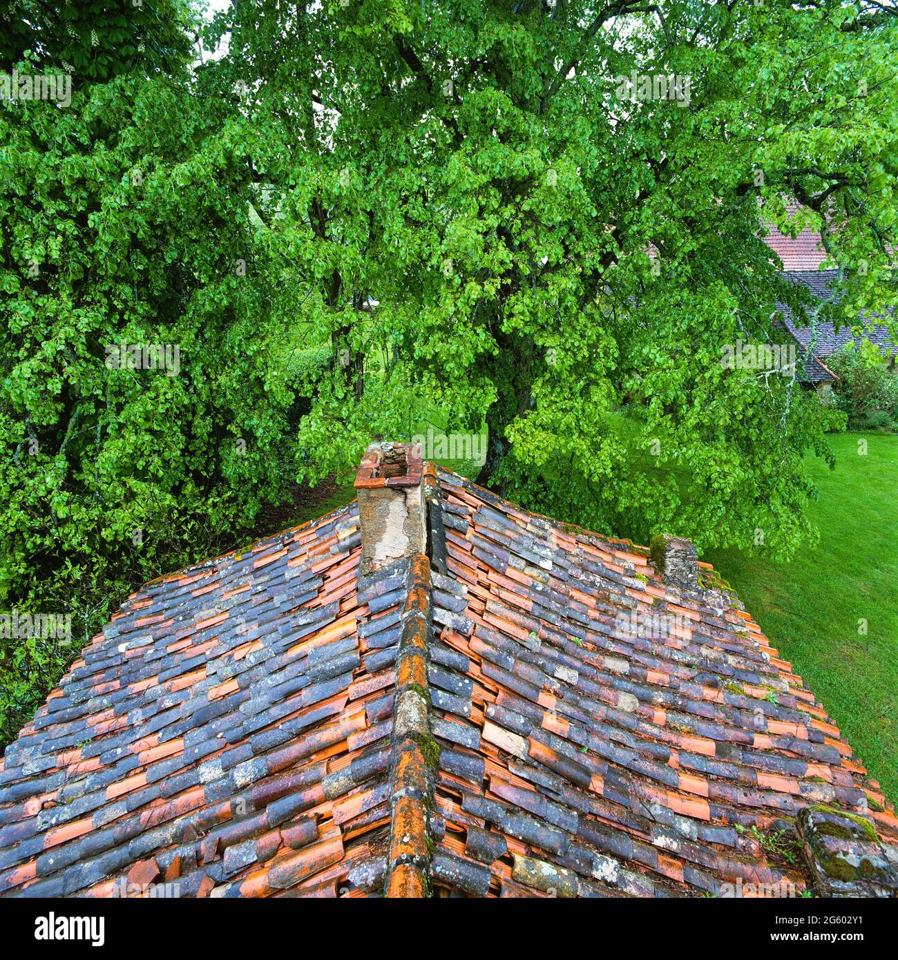 Verwittertes Schindeldach durch Bäume Stockfoto