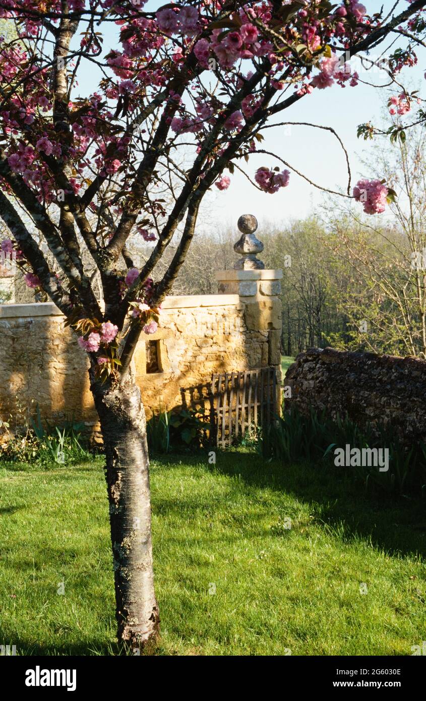 Blühenden Baum von Steinmauer Stockfoto