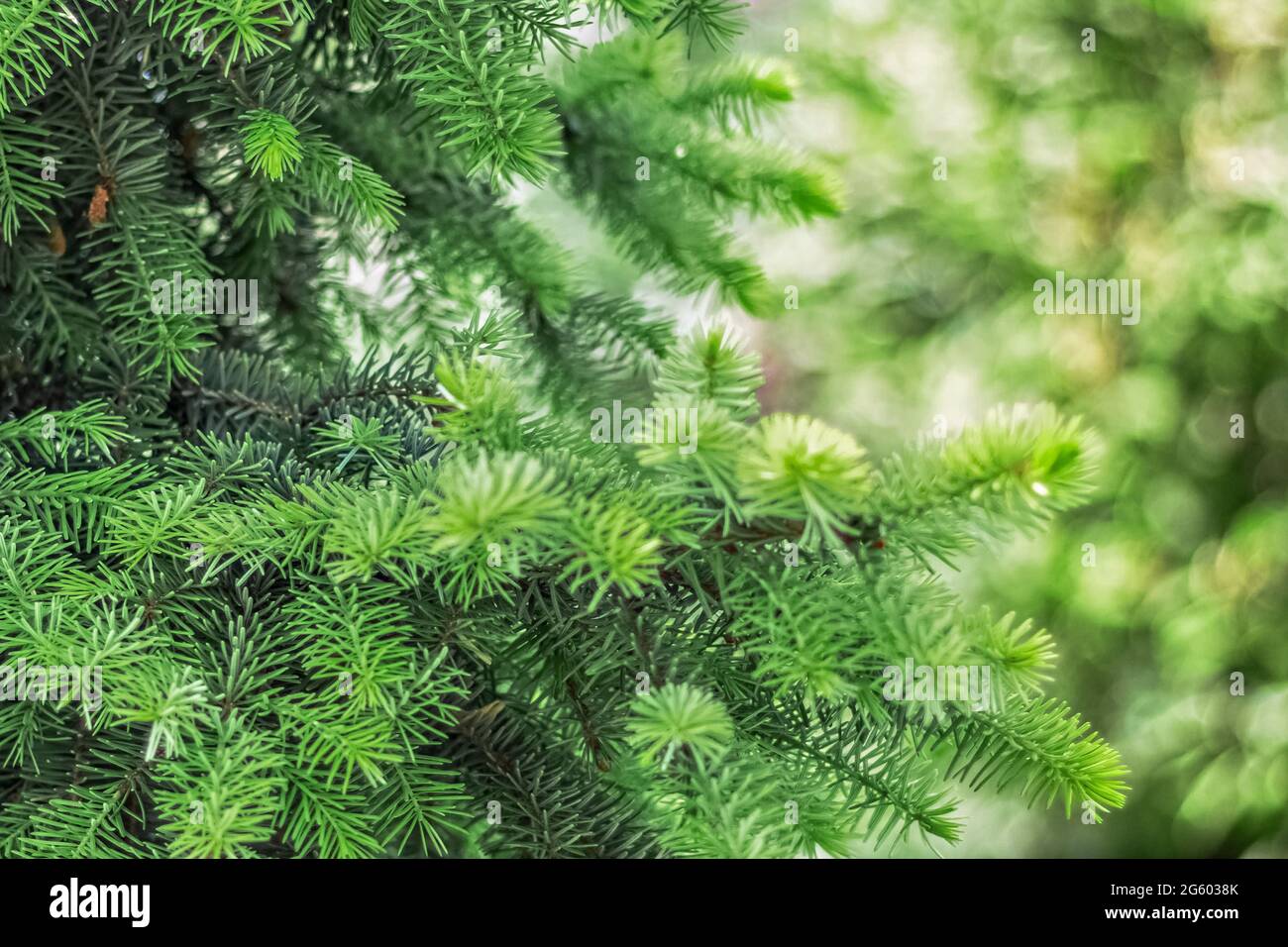Natürlicher Hintergrund von jungen grünen Fichtenzweigen. Stockfoto