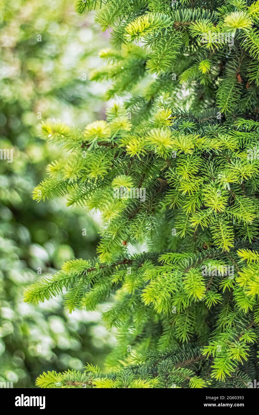 Natürlicher Hintergrund von jungen grünen Fichtenzweigen. Stockfoto