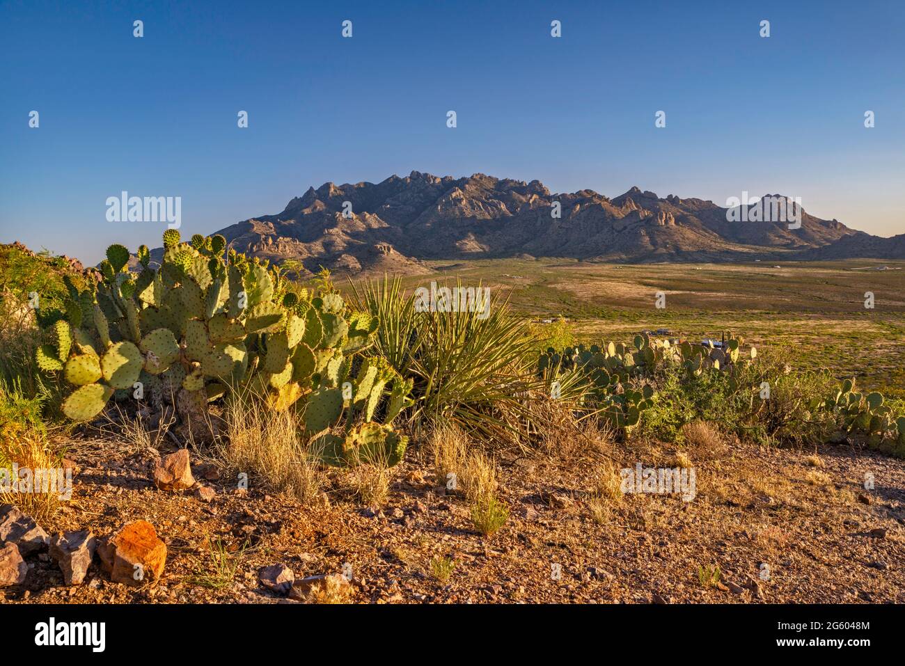 Florida Mountains, Kaktus aus Kaktus mit Kaktus aus Kaktus, Yucca aus  Speckbumen im Vordergrund, Chihuahuan Desert, Blick vom Rockhound State  Park in der Nhe von Deming, New Mexico, USA Stockfotografie - Alamy
