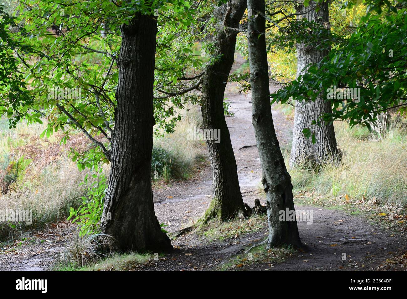 RSPB Reserve, Arne, Dorset Stockfoto