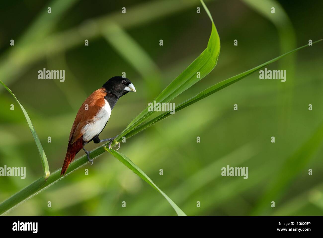 Eine dreifarbige Munia, die auf einem Schilfzweig thront Stockfoto