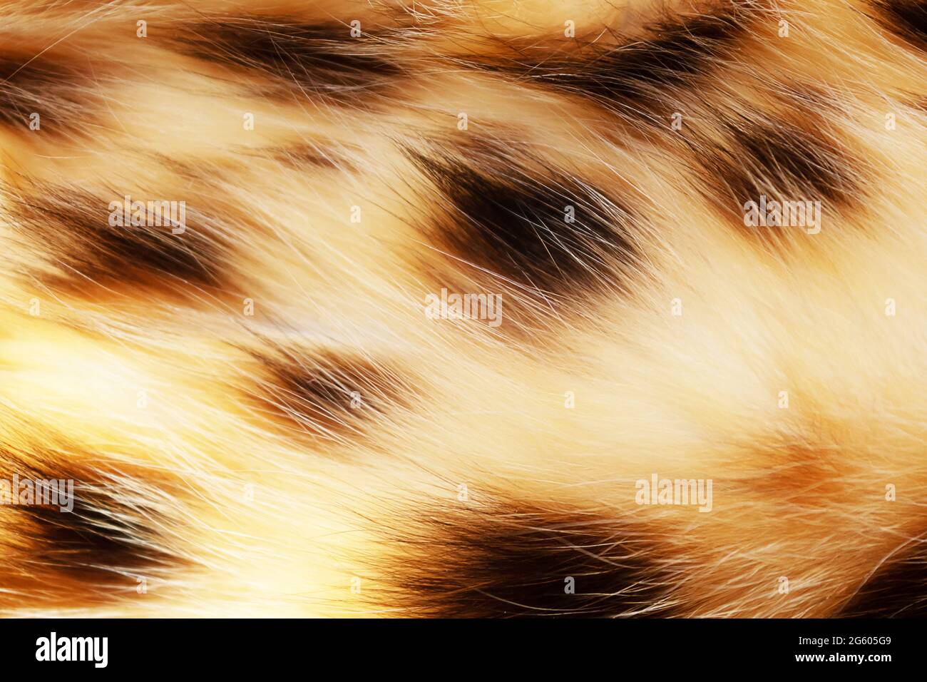 Katze Fell bengalen Katze Textur Hintergrund. Nahaufnahme. Stockfoto