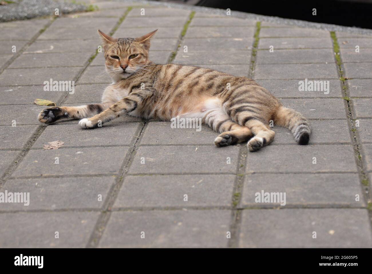 Auf der Straße lag eine tabby Katze. Stockfoto