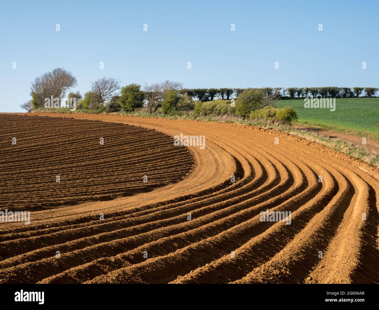 Starkes geometrisches Formmuster in Kurven und Linien in einem gepflügten, gesäten Feld an der goldenen Stundenseite hartes Licht unter klarem blauen Himmel Stockfoto