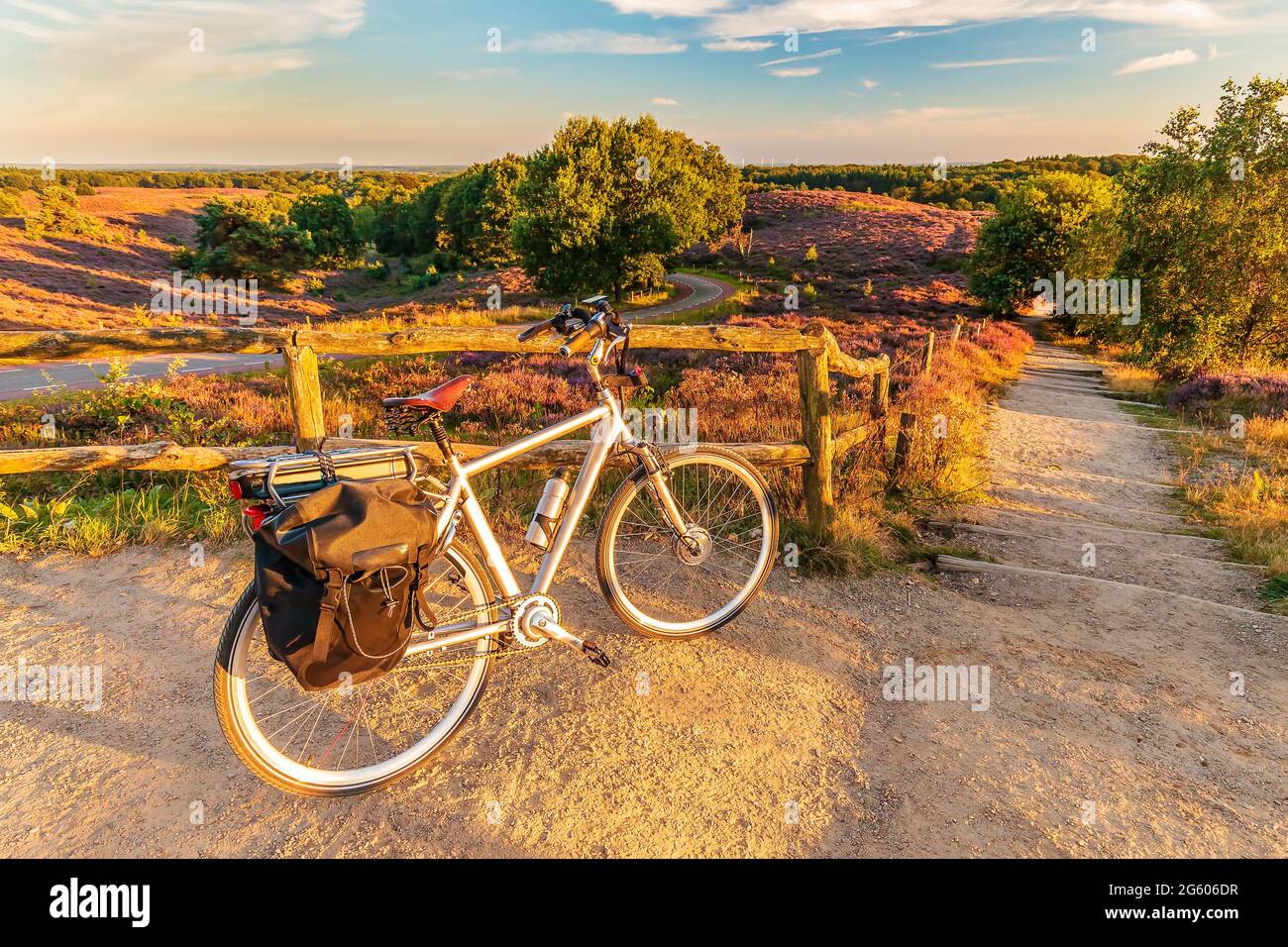 Elektrofahrrad im niederländischen Nationalpark die Veluwe mit blühender Heide, Niederlande Stockfoto