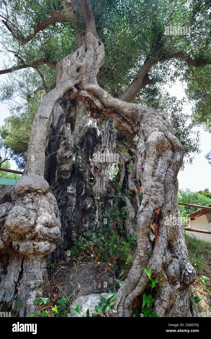 Der Olivenanbau Pisciottana besitzt seinen Namen der kleinen Stadt Pisciotta an der Küste des Cilento. Die Sorte ist die größte unter den Olivenbäumen und erreicht eine Höhe von 20 Metern. In der Gemeinde Pisciotta gibt es Hunderte von tausendjährigen Olivenbäumen, die bewahrt und geschützt werden müssen, sie müssen beworben und gefördert werden, weil sie die Geschichte vieler vergangener Generationen erzählen und eine unendliche Landschaft und wirtschaftlichen Reichtum bringen. Stockfoto