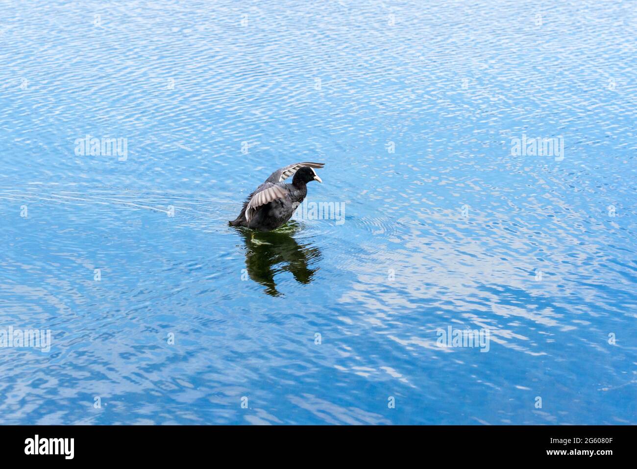 Fulica atra, Coot on a Lake in Dorset, Großbritannien Stockfoto