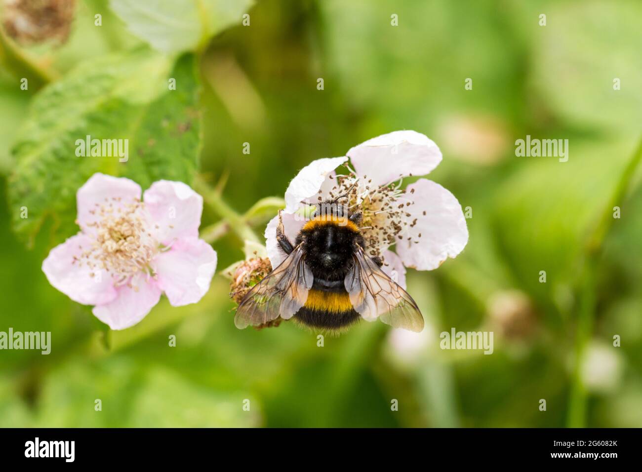 Bombus terrestris buff tailed Hummel on Bramble Flowers, Dorset, England, Vereinigtes Königreich Stockfoto