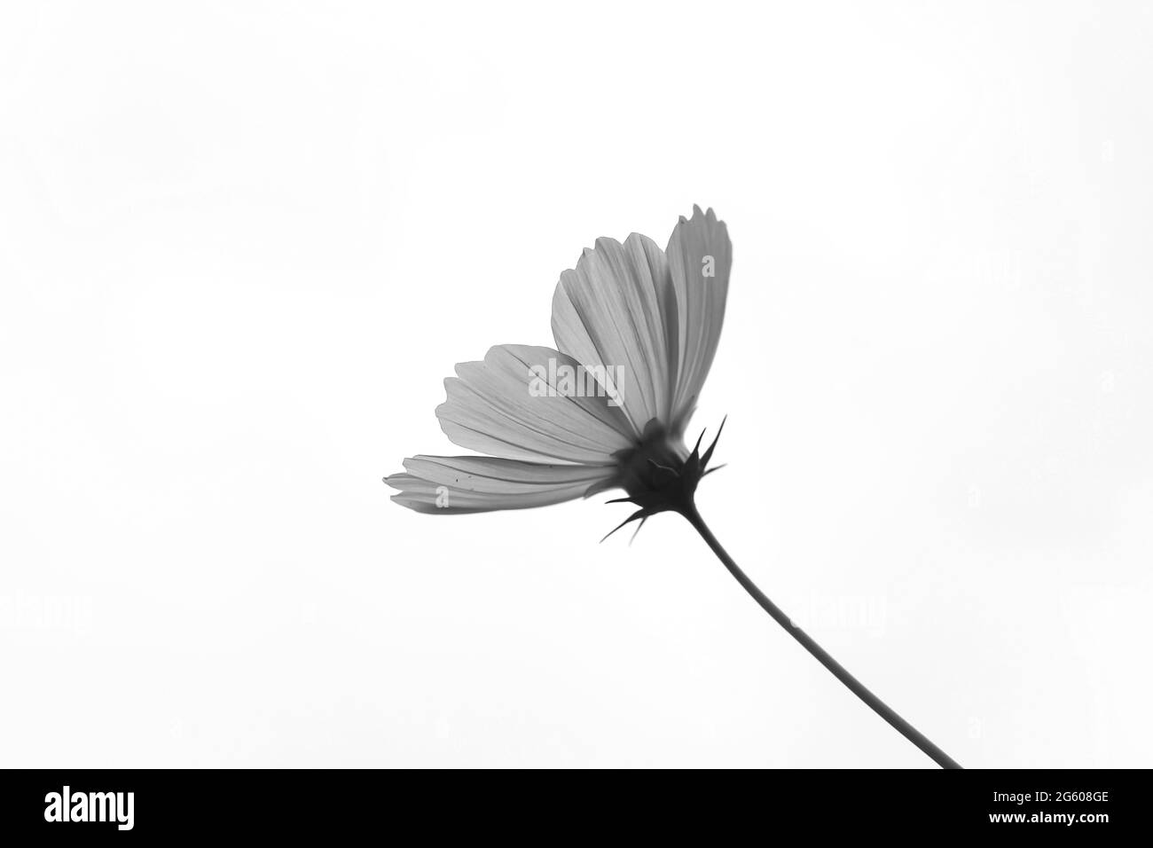 Wunderschöne Cosmos Blume (Cosmos Bipinnatus) mit Himmel Hintergrund für die Tapete. Stockfoto