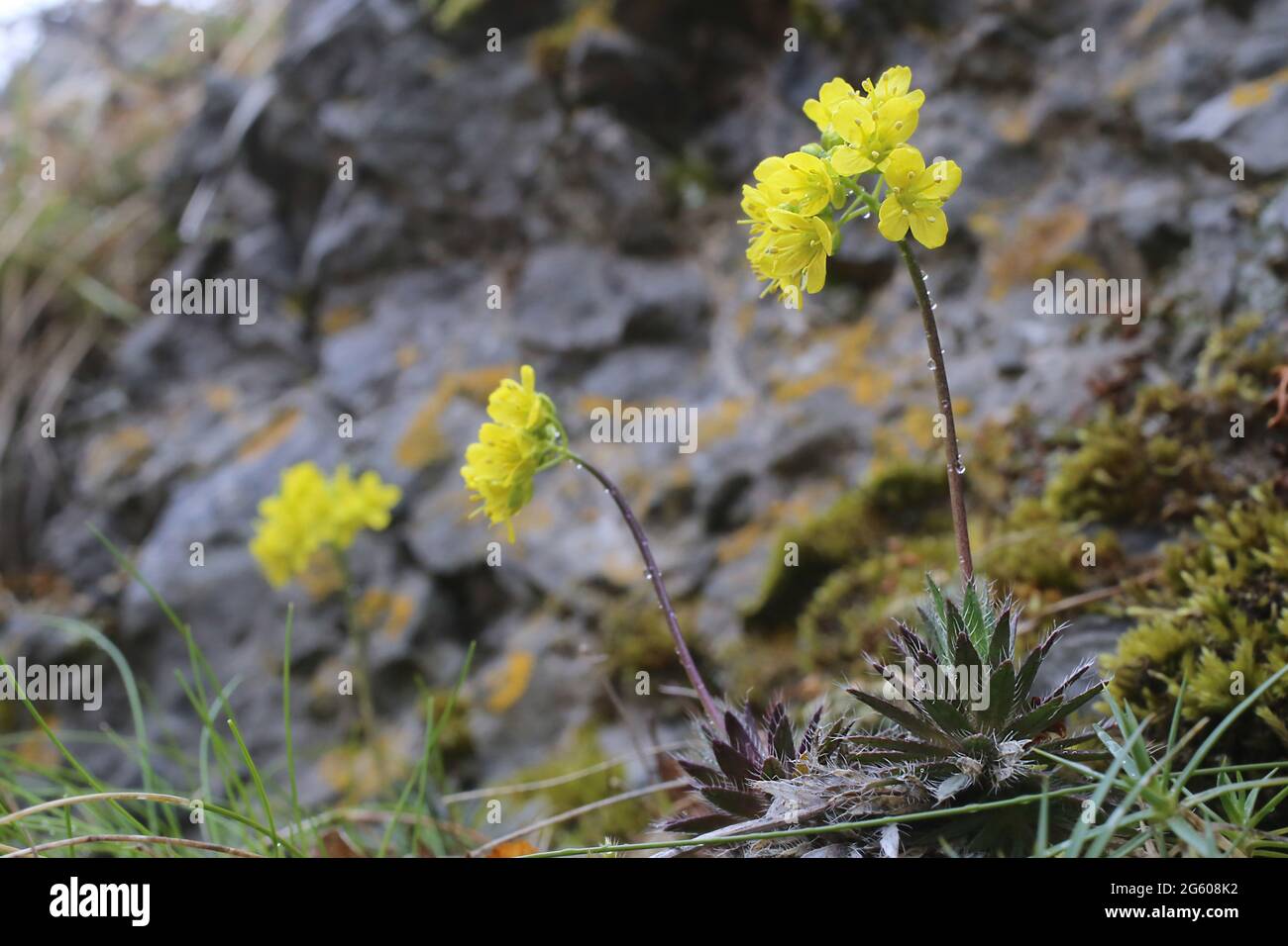 Draba lasiocarpa, Woolly-fruited Whitlow-Grass, Brassicaceae. Wildpflanze im Sommer geschossen. Stockfoto