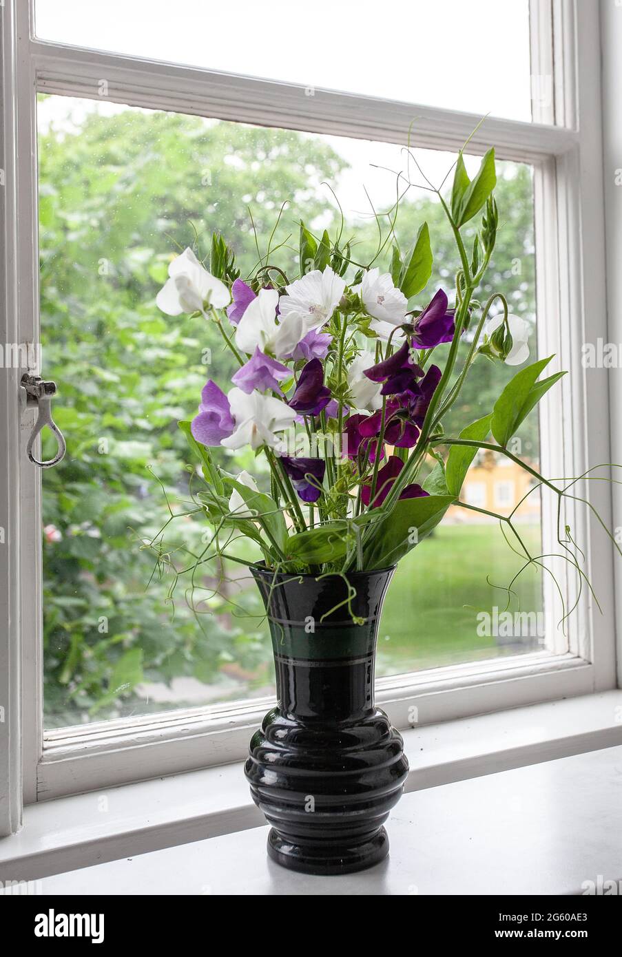 Vase mit süßen Erbsenblumen auf einer Fensterbank in Malmkoping, schweden Stockfoto