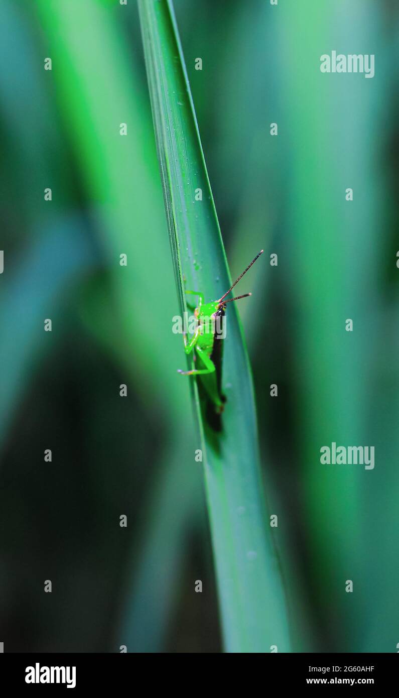 Schöne Heuschrecke auf dem Gras auf einem verschwommenen Hintergrund. Makroansicht von Grasshopper. Grasshopper-Profil. Stockfoto