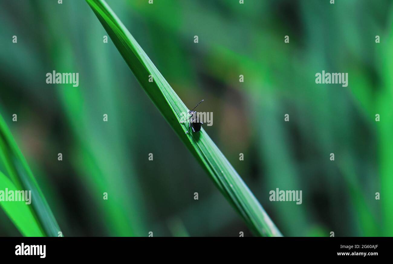 Kleiner, blutnasiger Käfer (Timarcha goettingensis) auf grünem Gras. Ein flugloser Käfer aus der Familie der Chrysomelidae, der Blatt- und Samenkäfer. Stockfoto